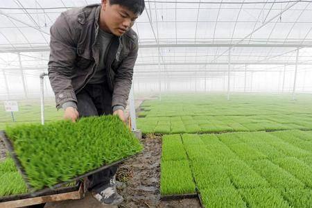 水直播水稻整个流程技术指导