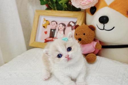 拿破仑猫和英短配出什么品种