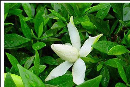 芭缇颖栀子花香水怎样