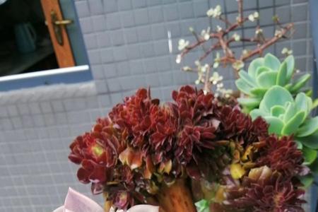 多肉旭鹤开花了需要剪掉吗