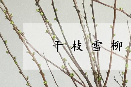 雪柳对宠物有毒吗
