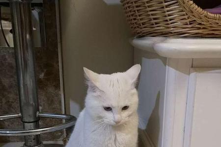 为什么有的猫不训练还那么聪明