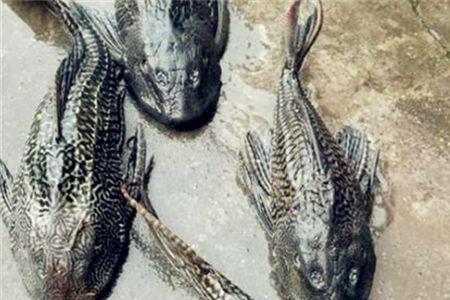 鱼多长时间饿死