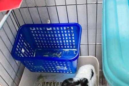 五十天的兔子一天喝多少水