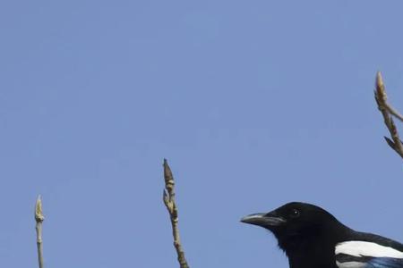 为什么喜鹊会在一个地方