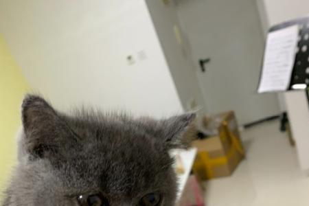 蓝猫为什么不爱叫