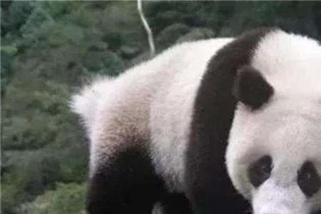 大熊猫的咬合力是人类的几倍
