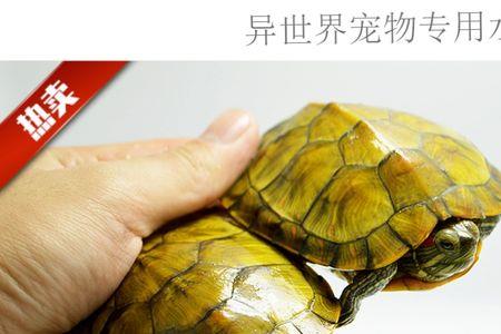 四五厘米的乌龟好养么