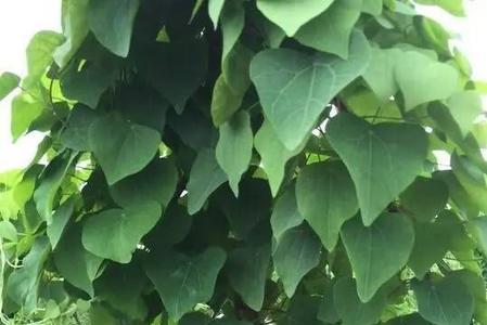 防己的种植技术与管理