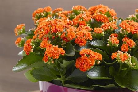兔子可以吃长寿花的叶子吗