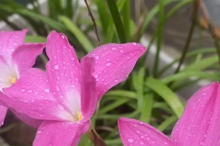 风雨兰和太阳花一样耐晒吗