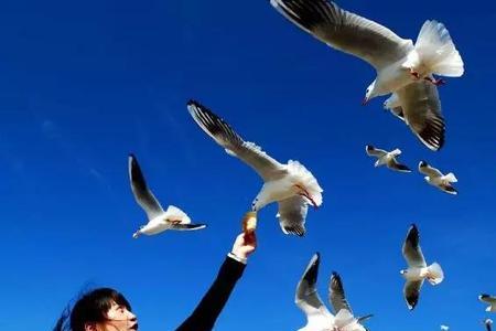 渤海玛珠什么时候可以喂海鸥