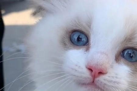 猫为什么爱啃粉条