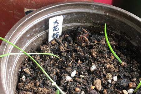 风雨兰种下两个月不发芽