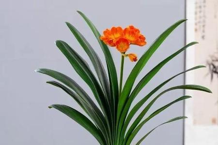 吉星高照花卉怎么养
