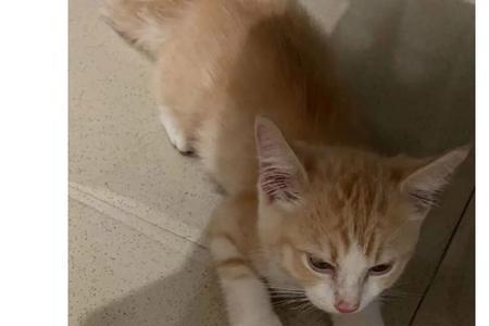 写养猫咪的保证书