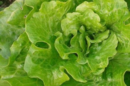 生菜十大品种排名