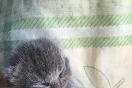 蓝猫的一岁是多少月