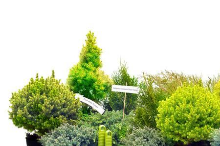 八棱锥植物