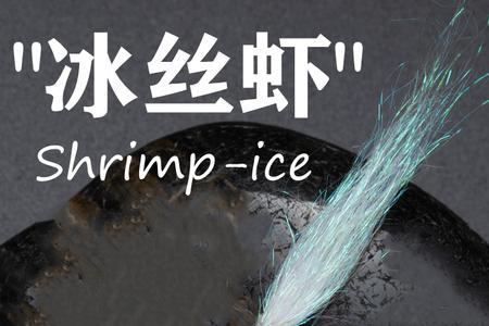 16号冰丝虾多大