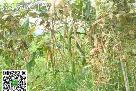 豇豆重茬如何处理