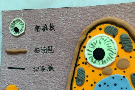 酵母是真核还是原核