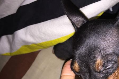 鹿犬寿命对照表