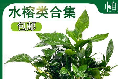 泰斗可以跟水榕一起养吗