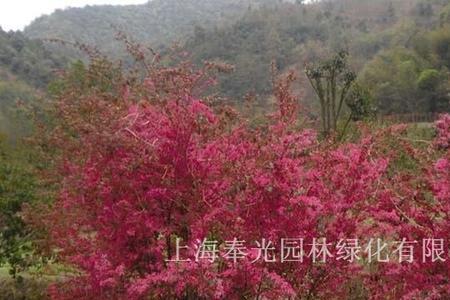 红花继木树干腐烂怎么治