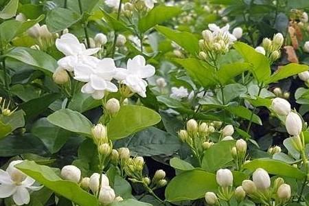 深圳怎么养茉莉花