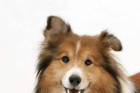 喜乐蒂牧羊犬体味大吗