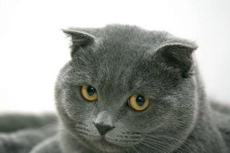 男生适不适合养蓝猫