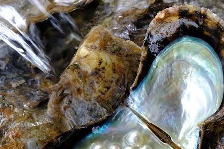 海水养殖珍珠茶杯有啥优点