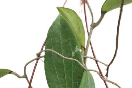 玉珊珊如何种植