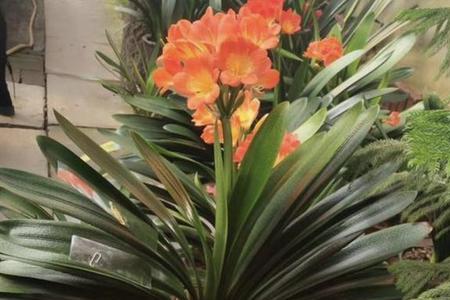 花多多1号可以浇君子兰吗