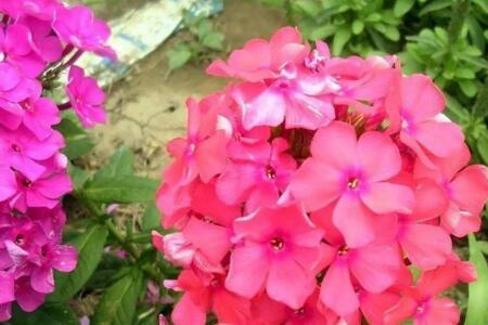 福禄考适合夏天室外种植吗