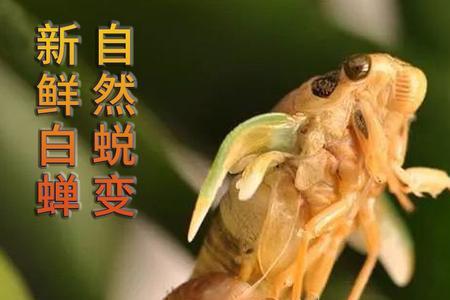 爬叉放在水里能不能活