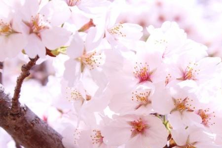 樱花现代短诗10字左右
