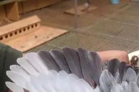 为什么鸽子的毛色很多