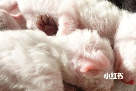 猫咪生产要不要转移到