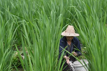 家中如何种植茭白