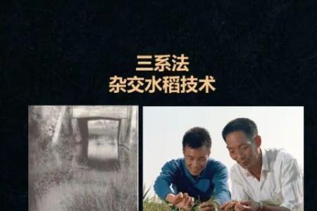 杂交水稻主要是给谁吃的