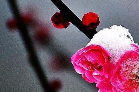 梅花映雪的意思