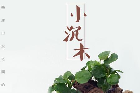 枯木缸适合养什么鱼