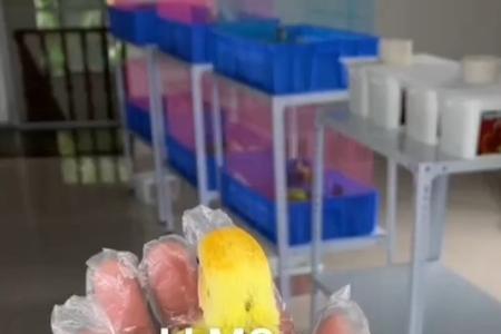 金头黄闪鹦鹉合法吗