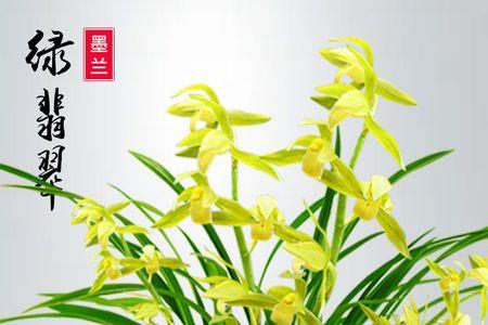 绿翡翠兰花开花时间