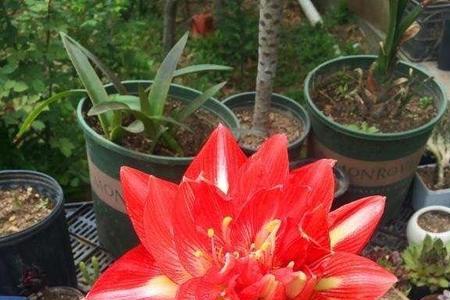 进口朱顶红什么时候开花