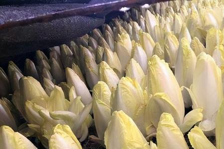 红金玉兰什么时间种植
