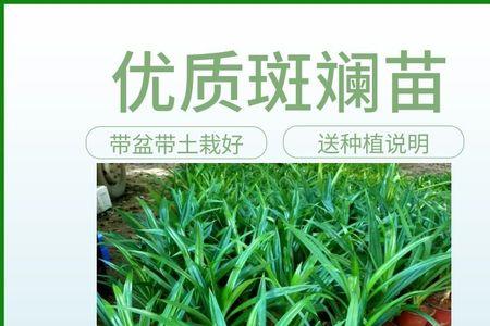 斑斓叶的种植前景