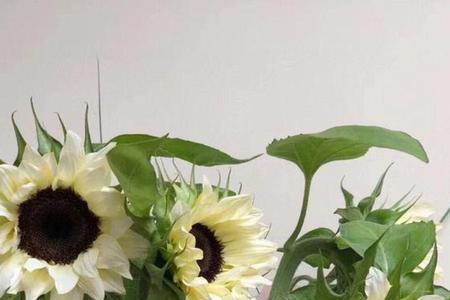 葵花绿是什么颜色